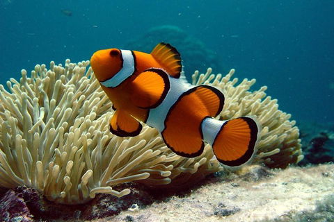 Cairns Reef And Rainforest Combo: Daintree Rainforest And The Great Barrier Reef - Restaurants Sydney 2
