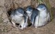 1 Day Exclusively Private Tour Of Phillip Island & The Penguin Parade - thumb 5