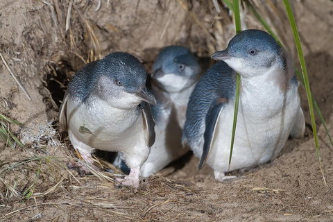 1 Day Exclusively Private Tour Of Phillip Island & The Penguin Parade - Restaurants Sydney 5