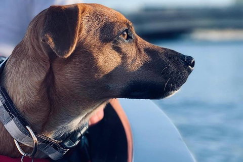 1.5-Hour Boat Rental In Melbourne - Restaurants Sydney 0