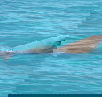 Snubfin Dolphin Eco Cruise from Broome - Restaurants Sydney