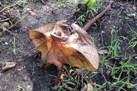 Litchfield National Park And Jumping Crocodile Cruise - Restaurants Sydney 1