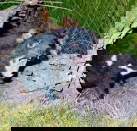 Private Blue Mountains Tour with Kangaroo and Koala Experience - Restaurants Sydney