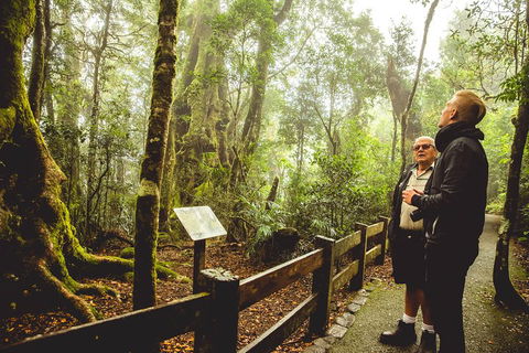 Full-day Springbrook National Park Tour From The Gold Coast - Restaurants Sydney 1