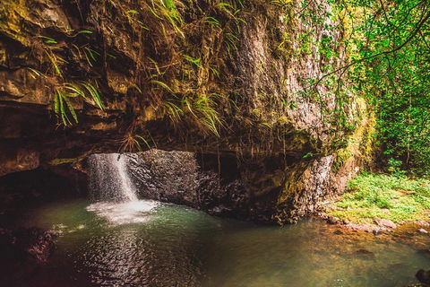 Full-day Springbrook National Park Tour From The Gold Coast - Restaurants Sydney 4