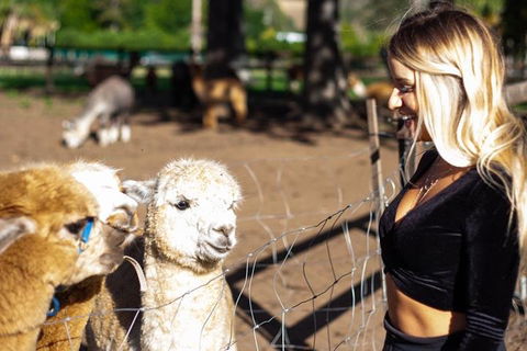 O'Reilly's & Lamington National Park Incl. Alpaca Farm + Vineyard - Restaurants Sydney 3