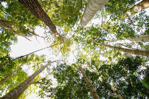 Fraser Island 4WD Tour From Noosa - Restaurants Sydney 0