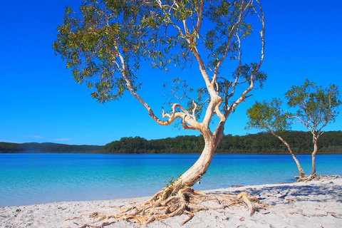 Fraser Island 4WD Tour From Rainbow Beach - Restaurants Sydney 5