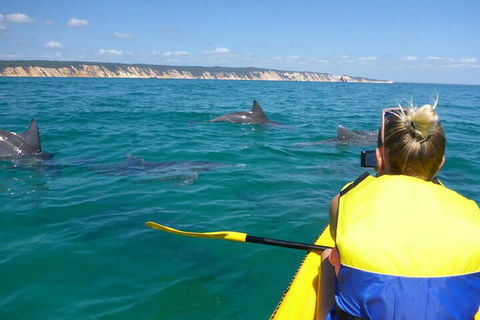 Kayak With Dolphins And 4WD Great Beach Drive Day Trip From Noosa - Restaurants Sydney 1
