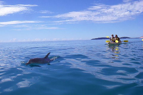 Kayak With Dolphins And 4WD Great Beach Drive Day Trip From Noosa - Restaurants Sydney 2