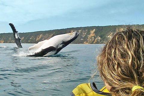 Kayak With Dolphins And 4WD Great Beach Drive Day Trip From Noosa - Restaurants Sydney 3