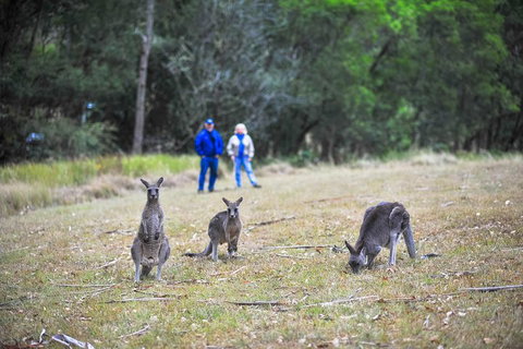 Blue Mountains Private Tour From Sydney - Restaurants Sydney 2