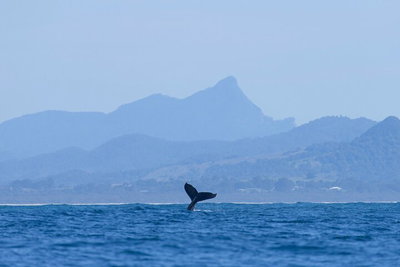 The Byron Bay Sea Kayak Tour