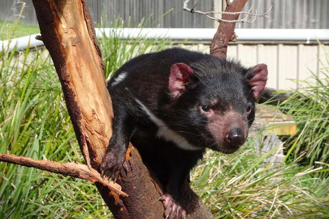 6-Day Tasmania Small-Group Guided Tour With Gourmet Food - Restaurants Sydney 1