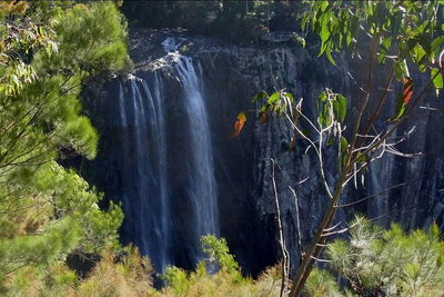 Byron Bay Hinterland Tour Including Rainforest Walk to Minyon Falls