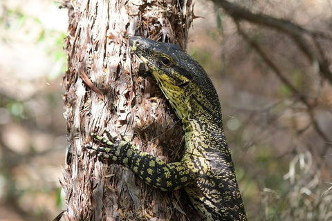Byron Bay Hinterland Tour Including Rainforest Walk To Minyon Falls - Restaurants Sydney 1