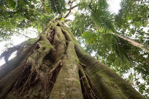 Byron Bay Hinterland Tour Including Rainforest Walk To Minyon Falls - Restaurants Sydney 2