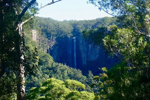 Byron Bay Hinterland Tour Including Rainforest Walk To Minyon Falls - Restaurants Sydney 4