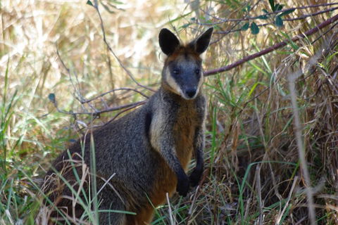 Byron Bay Combo: Hinterland Tour Including Minyon Falls And Kayaking With Dolphins - Restaurants Sydney 2
