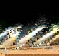 Phillip Island Penguins Private Tour - Restaurants Sydney