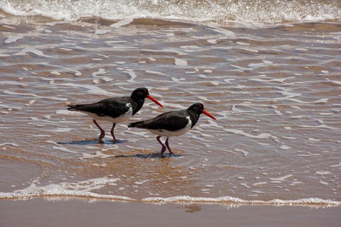 1770 Coastline Tour By LARC Amphibious Vehicle Including Picnic Lunch - Restaurants Sydney 2
