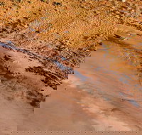 Scenic Flight Lizard Safari - Restaurants Sydney