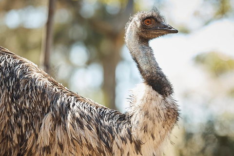 Sydney Taronga Zoo General Entry Ticket - Restaurants Sydney 4