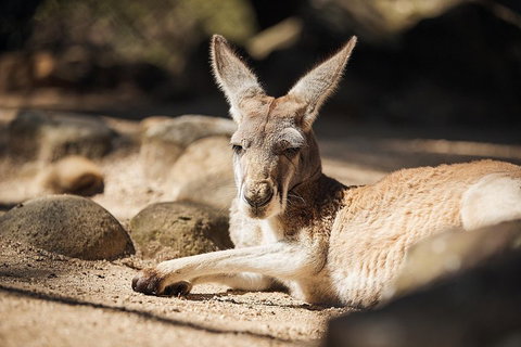 Sydney Taronga Zoo's Australian Animals Tour - Restaurants Sydney 2