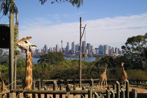Sydney Taronga Zoo's Australian Animals Tour - Restaurants Sydney 4