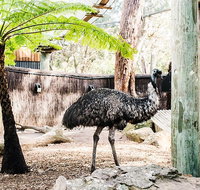 Sydney Taronga Zoo General Entry Ticket and Wild Australia Experience - Restaurants Sydney