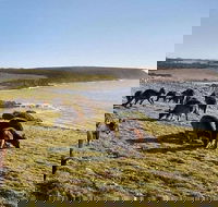 Kangaroo Island Personal Group Tours - Restaurants Sydney