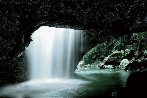 Natural Bridge Glow Worm Night Tour From Gold Coast - Restaurants Sydney 0