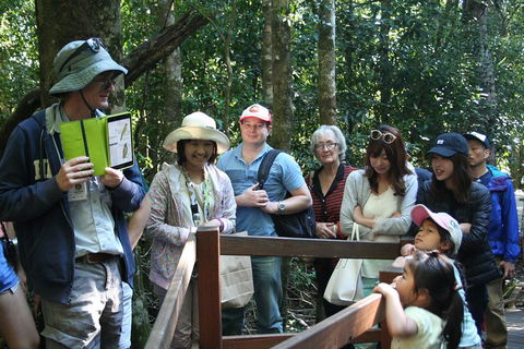 Natural Bridge Glow Worm Night Tour From Gold Coast - Restaurants Sydney 4