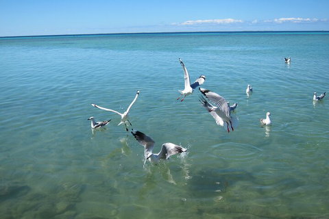 Pink Lake + Abrolhos Islands Nature Tour - Restaurants Sydney 5