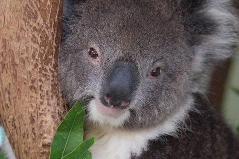 All Inclusive Blue Mountains Small-Group Day Trip From Sydney - Restaurants Sydney 1