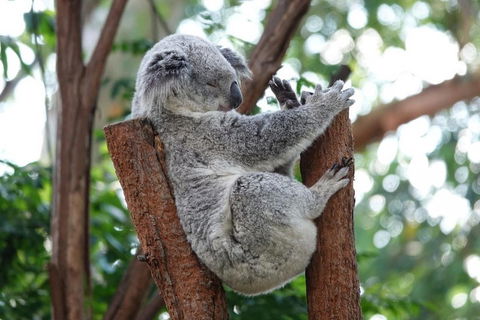 Small-Group Blue Mountains Tour With A Local Guide - Restaurants Sydney 2