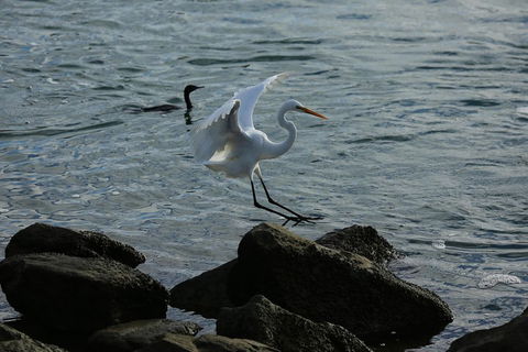 Kayak Tour In Adelaide Dolphin Sanctuary - Restaurants Sydney 1