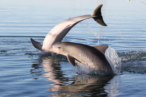 Kayak Tour In Adelaide Dolphin Sanctuary - Restaurants Sydney 5