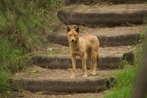 Blue Mountains Small-Group Insider Tour From Sydney - Restaurants Sydney 3