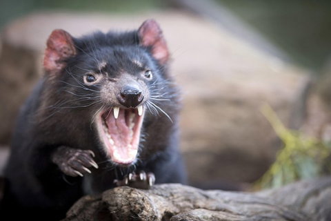 Port Arthur And Tassie Devils Active Day Tour From Hobart - Restaurants Sydney 3