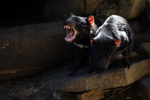 Port Arthur And Tassie Devils Active Day Tour From Hobart - Restaurants Sydney 4