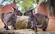 The Ultimate Sydney Attractions Pass - thumb 2