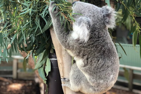 Private Blue Mountains And Wildlife Park Tour From Sydney With Barbecue Lunch - Restaurants Sydney 0
