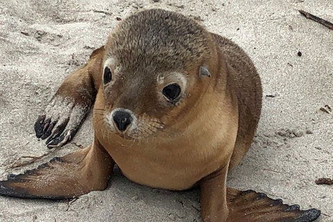 Kangaroo Island Scenic Trail Tour - Restaurants Sydney 0