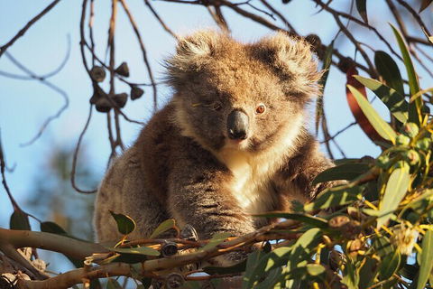 2-Hour Koala Walking Tour In Kangaroo Island - Restaurants Sydney 0
