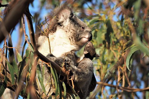 2-Hour Koala Walking Tour In Kangaroo Island - Restaurants Sydney 1