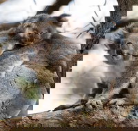 Great Ocean Road Sunset Tour from Melbourne - Restaurants Sydney