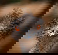 Currumbin Wildlife Sanctuary General Entry Ticket - Restaurants Sydney