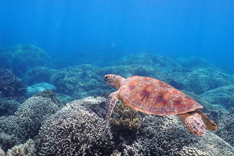 Calypso Outer Great Barrier Reef Cruise From Port Douglas - Restaurants Sydney 2