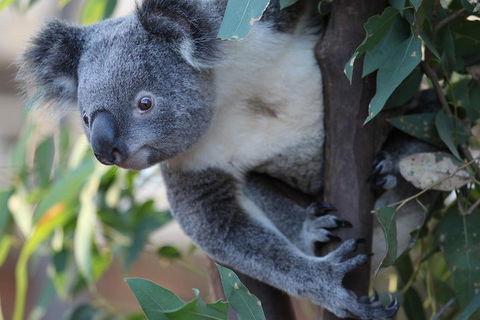 Sydney Attractions Pass: SEA LIFE Aquarium, Sydney Tower Eye, WILD LIFE Zoo And Madame Tussauds - Restaurants Sydney 2